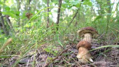 牛肝菌生长的人在寻找它们，秋天的人在森林里采蘑菇。雨后<strong>春笋</strong>